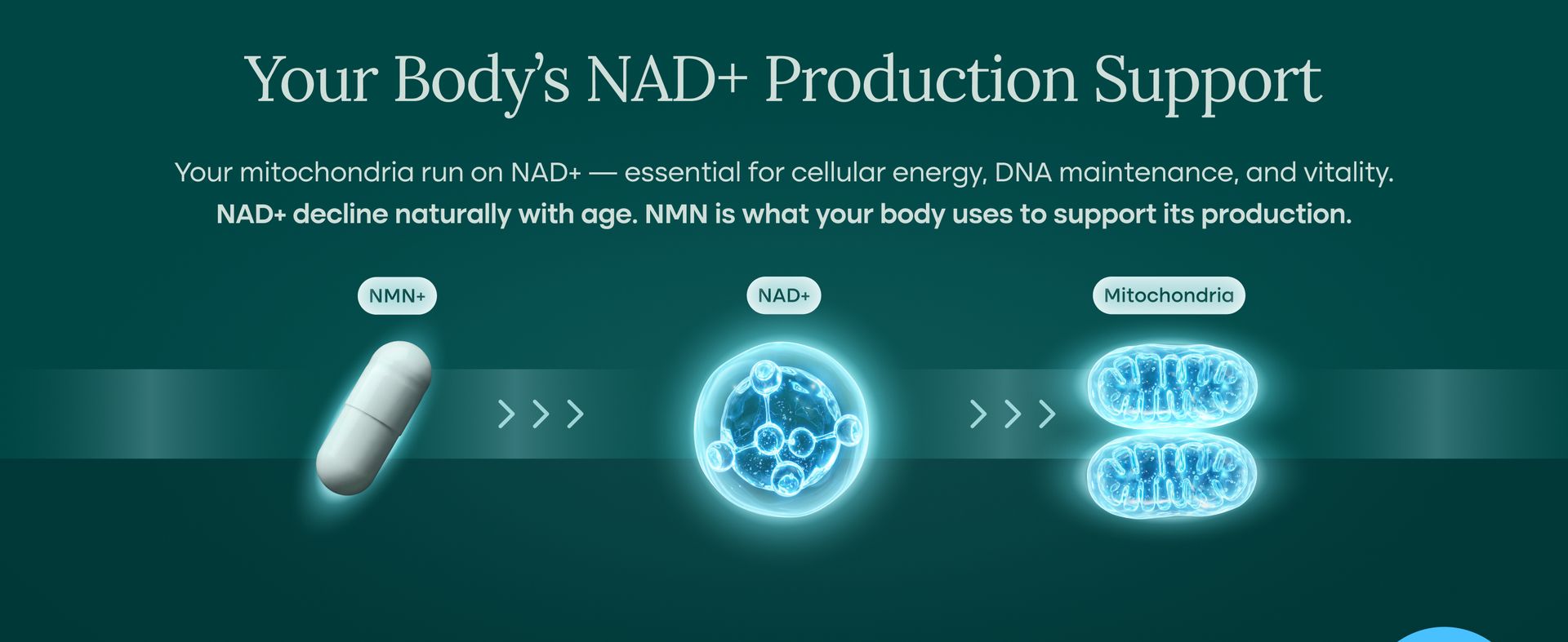 NMN Supplement (5-in-1) with Resveratrol for NAD+ & Cellular Support, 60 Ct