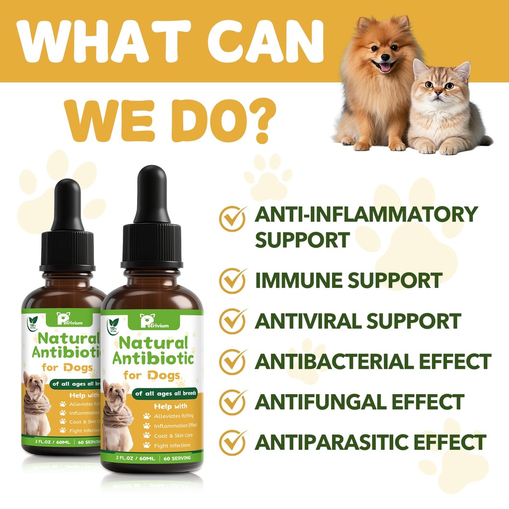 dogs-antibiotics-for-infection-coughs-ut-5.jpg