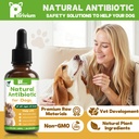 dogs-antibiotics-for-infection-coughs-ut-3.jpg