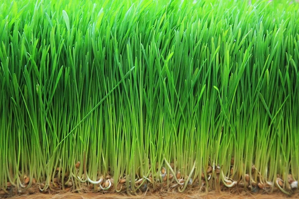 food-to-live-organic-wheatgrass-powder-4-6.jpg