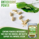xprs-nutra-ginkgo-biloba-capsules-gingko-3.jpg