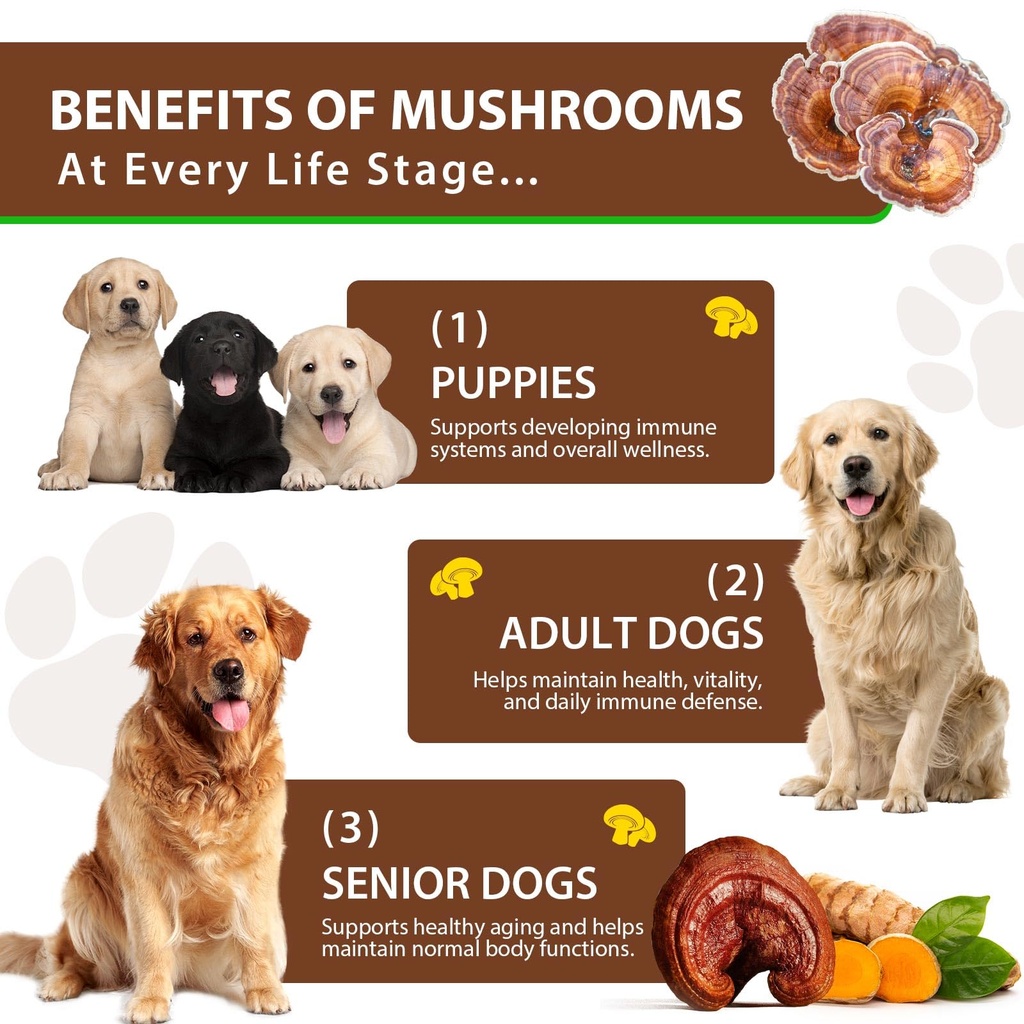 turkey-tail-mushroom-for-dogs-mushroom-b-6.jpg