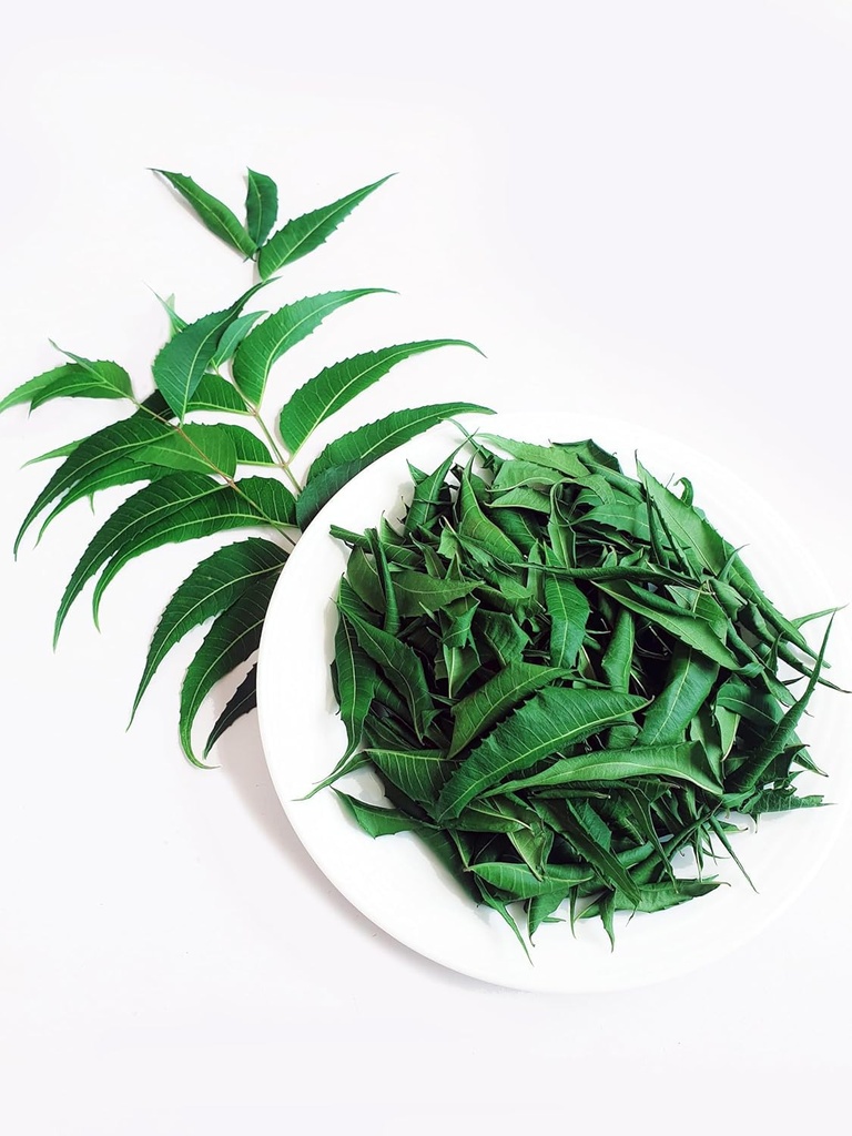 neem-leaves-whole-naturally-grown-leaf-p-2.jpg