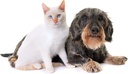 cat-urinary-care---pets-urinary-health-c-3.jpg