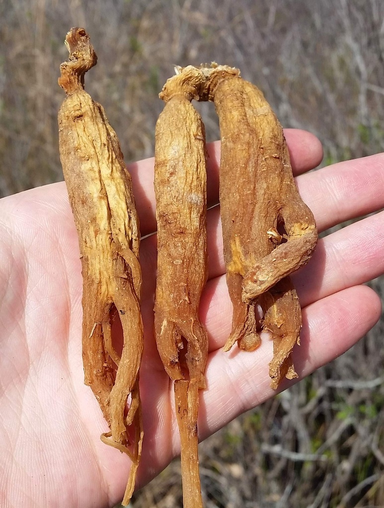 red-panax-ginseng-1-16oz-6-year-old-whol-3.jpg