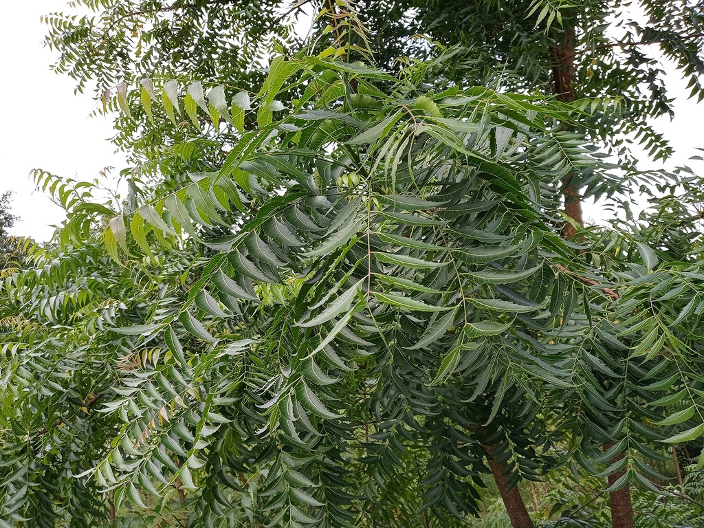 fresh-organic-neem-leaves-azadirachta-in-A1uaL3STa2L.jpg
