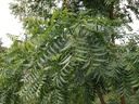 fresh-organic-neem-leaves-azadirachta-in-A1uaL3STa2L.jpg