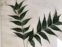 fresh-neem-leaves-50-margosa-azadirachta-71TcZp6wiPL.jpg