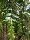 fresh-neem-leaves-50-margosa-azadirachta-81DDQxPscvL.jpg