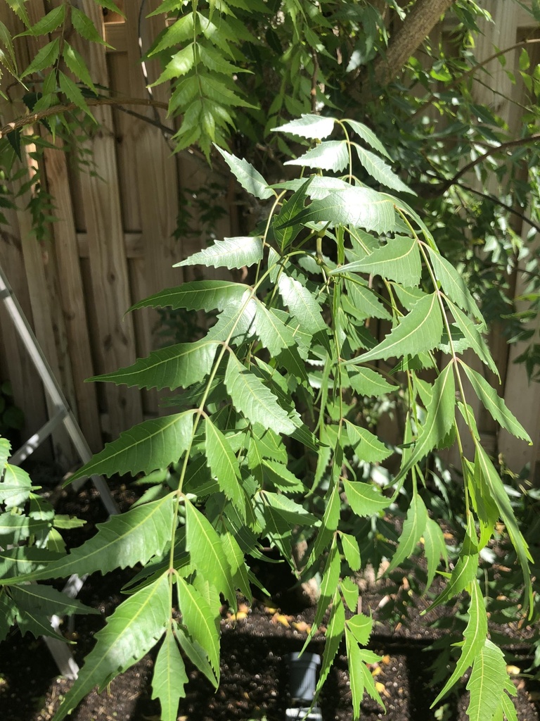 fresh-neem-leaves-200-leaves-margosa-aza-9181tVrKLHL.jpg