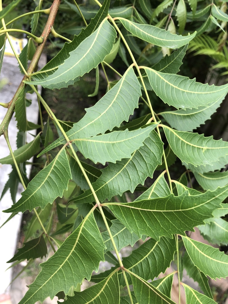 fresh-neem-leaves-200-leaves-margosa-aza-81XXRViLtRL.jpg