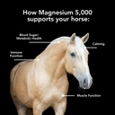 magnesium-5000-20lb-calming-metabolism-m-61AstdZSheL.jpg