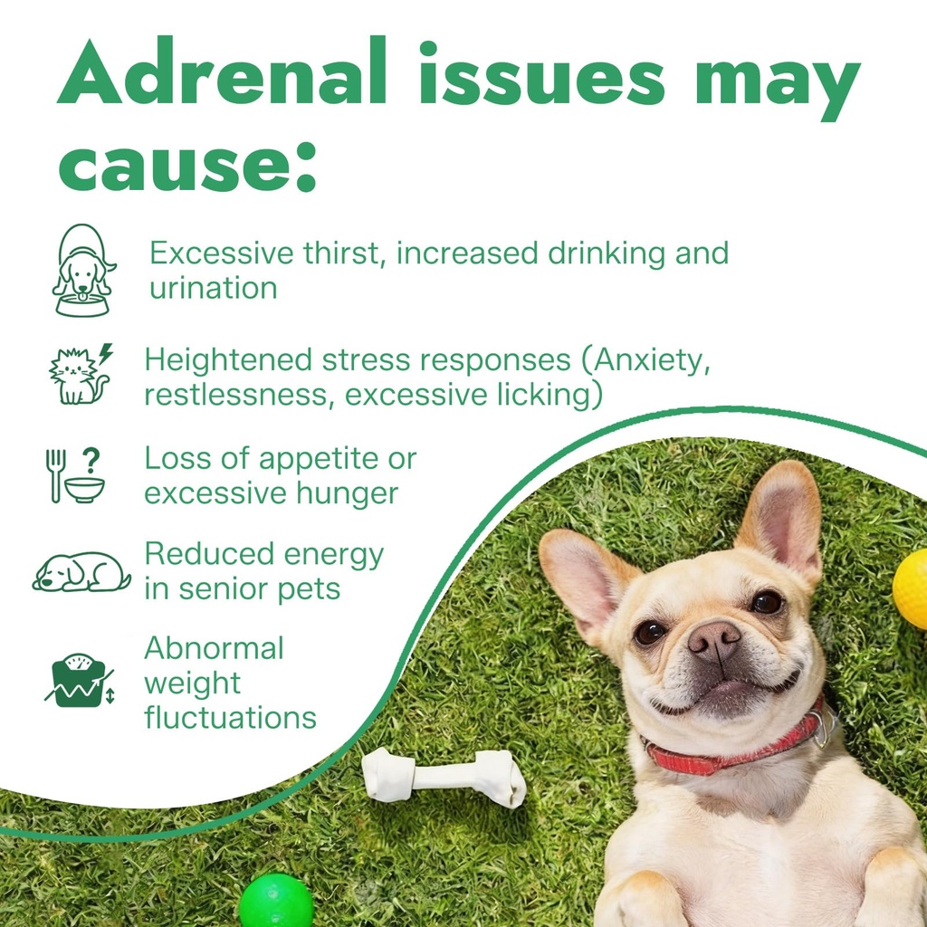 adrenal-balance-harmony-drops-for-dogs-r-81bDF6lI32L.jpg