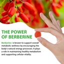 berberine-gummies-with-ceylon-cinnamon-s-71I+QaL4V8L.jpg