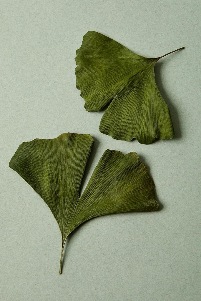 illuminate-labs-ginkgo-biloba-extract-ca-4.jpg