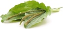 food-to-live---organic-whole-psyllium-hu-6.jpg