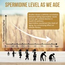 spermidine-supplements-13mg---1300mg-whe-4.jpg