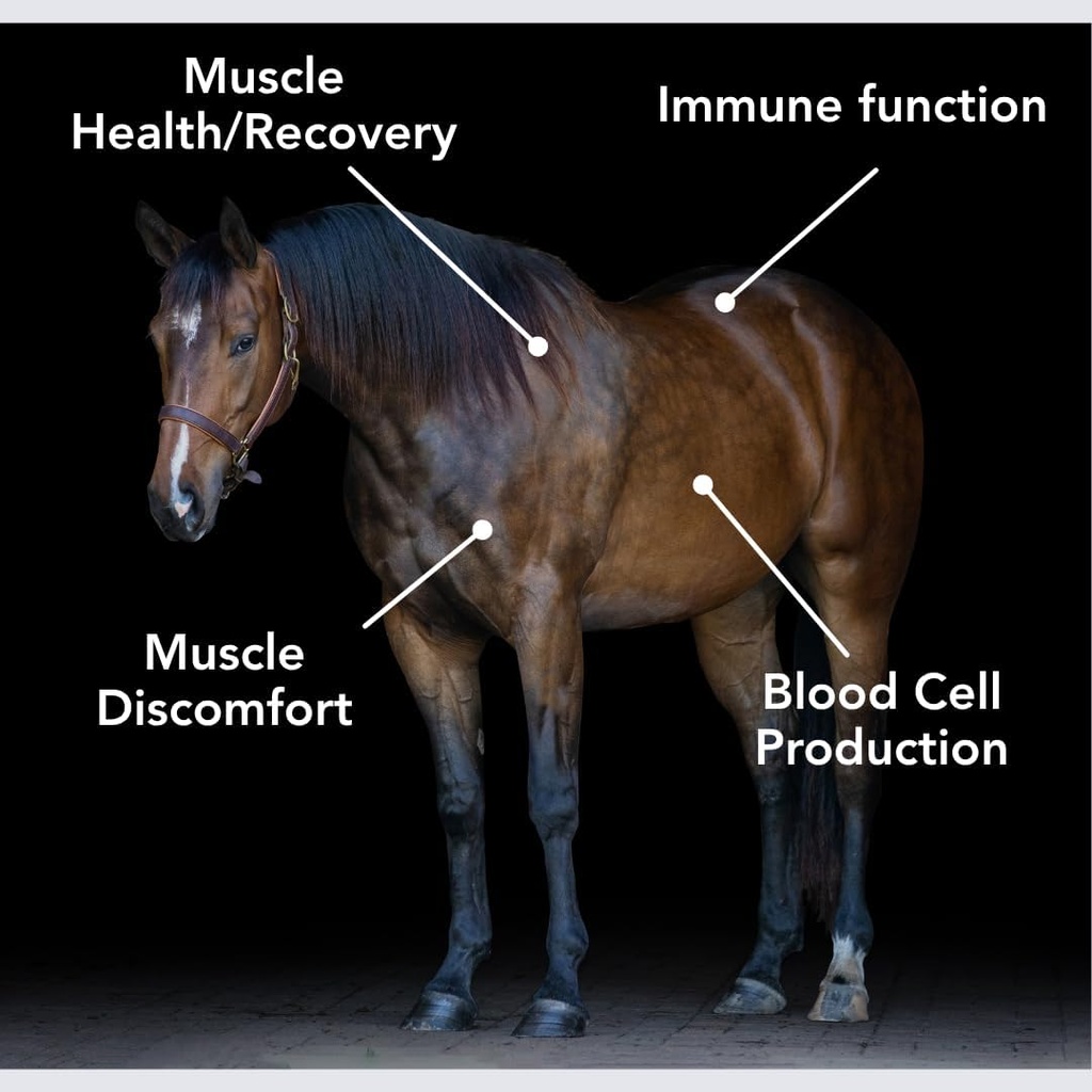 mvp-in-sync-24lb-with-natural-vitamin-e--2.jpg