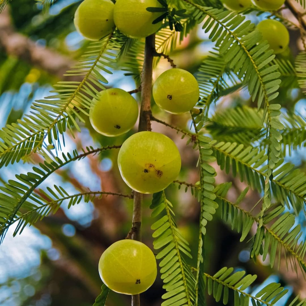 sewanti-organic-amla-dietary-supplement--5.jpg