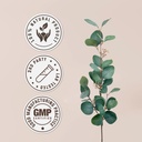 bacopa-usda-organic-alcohol-free-extract-4.jpg