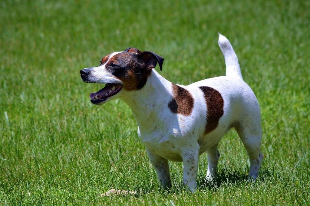 dog-diarrhea-relief---probiotics-for-dog-4.jpg