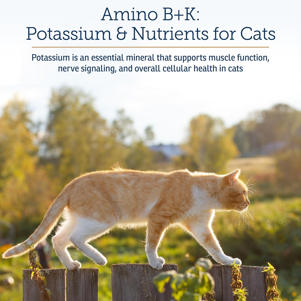 rx-vitamins-amino-bk---cat-vitamin-b-pot-3.jpg