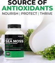 renew-actives-sea-moss-triple-action-ant-6.jpg