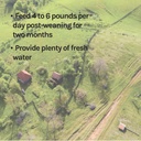 new-country-organics-swine-16-protein-fe-5.jpg