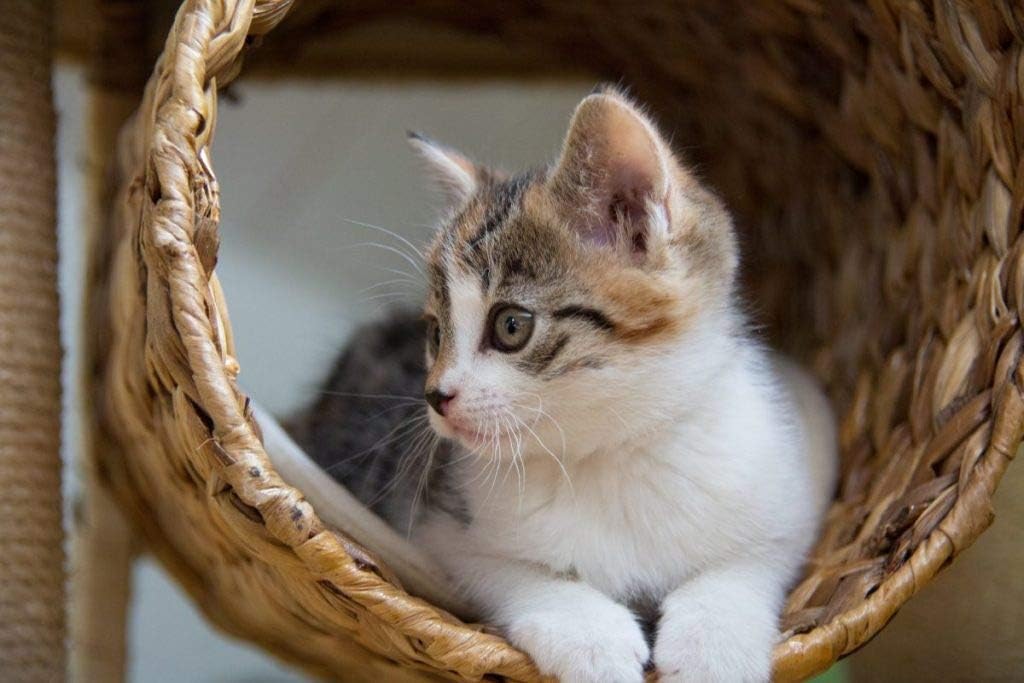 i-love-my-pets-llc-cat-immune-supplement-4.jpg