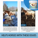 insulin-resistance-supplement-for-horses-5.jpg