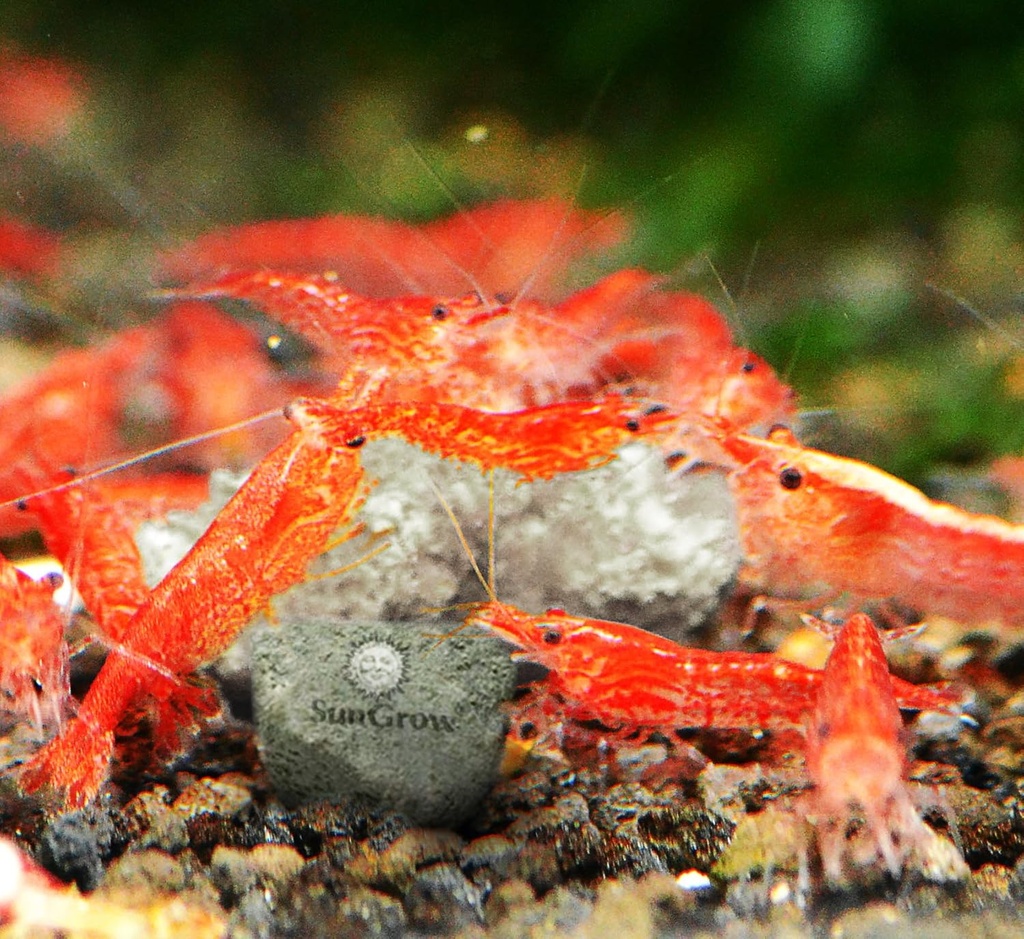 sungrow-shrimp-rocks-calcium-magnesium-r-4.jpg