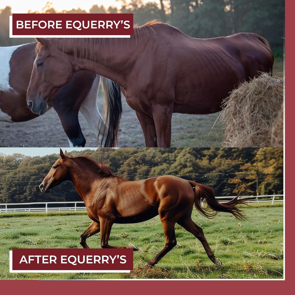 animal-health-solutions---equerrys-choic-6.jpg