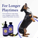 c60-evo-dog-lover-set---a-bottle-for-eac-6.jpg