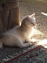 i-love-my-pets-llc-cat-skin-supplement---3.jpg