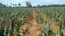 japanese-garlicajo-japones-100-natural-1-4.jpg