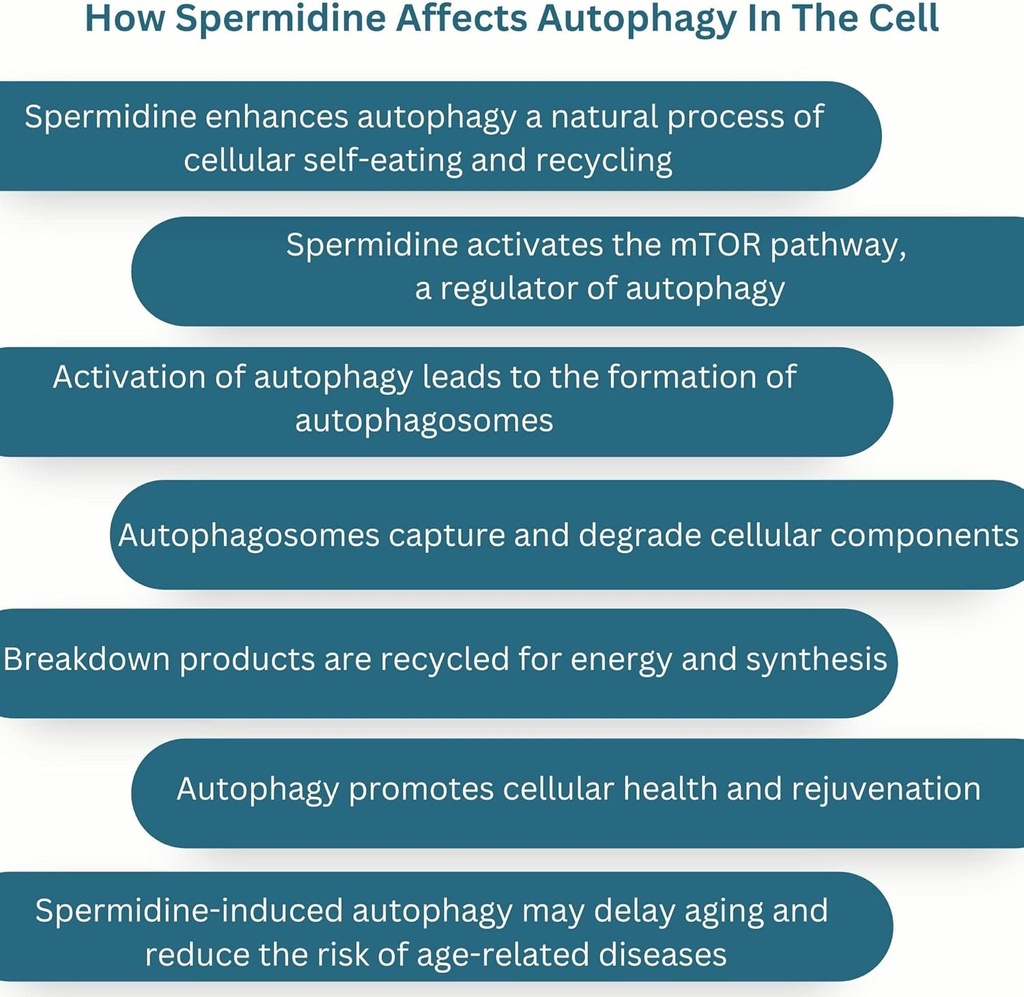 new-world-health-brands-pure-spermidine--4.jpg