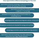 new-world-health-brands-pure-spermidine--4.jpg