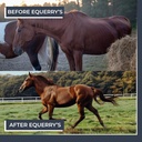 equerrys-combined-rx-4-way-equine-nutrit-6.jpg