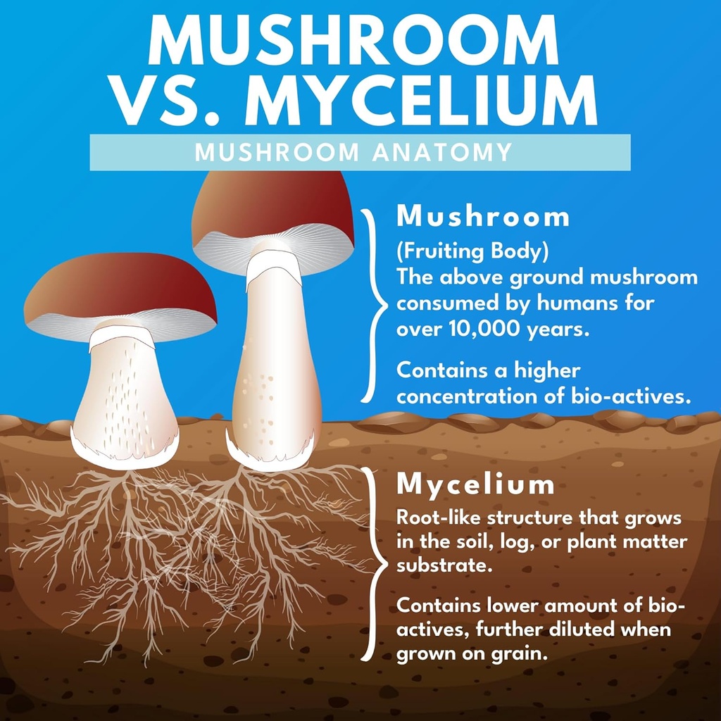 bold-botanica-reishi-mushroom-capsules---4.jpg