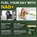 airboy-liposomal-nicotinamide-riboside-9-4.jpg