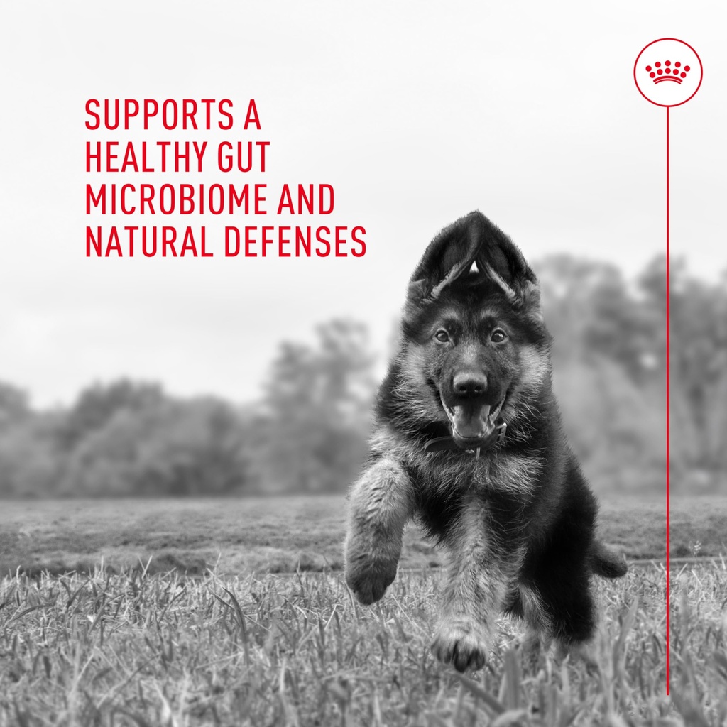 royal-canin-probiotics-for-dogs-digestiv-6.jpg