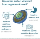 high-absorption-liposomal-vitamin-c-1000-4.jpg