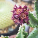 pure-original-ingredients-caralluma-fimb-5.jpg