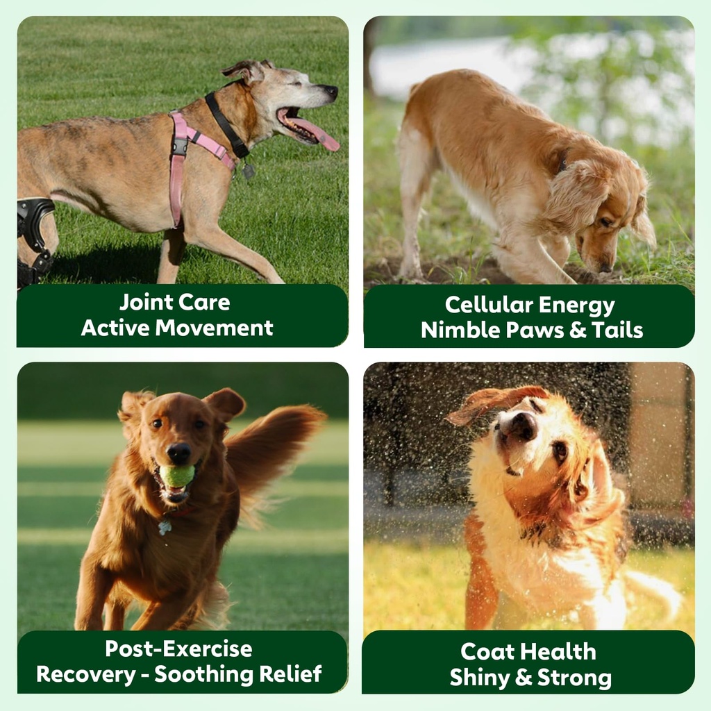 nmn-supplement-for-dogs-nad-booster-anti-3.jpg