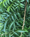 Fresh Neem Leaves (50) Margosa, Azadirachta Indica, Indian Lilac, nim, el nimbo de la India | Caffeine-Free Tea Use| Herbal Remedy |Handpicked, 100% Natural, Pesticide-Free, Non-GMO Certified Fresh From Florida