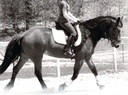 Suplemento hormonal y calmante para Caballos Todos Natural Puro Raspberry y Hoja de menta Herbal Blend 14 oz.
