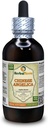 Angelica Chino (Angelica Sinensis) Tintura, Extracto líquido de raíz seco orgánico (Marca: HerbalTerra, Proudly Made in USA) 4 fl.oz (120 ml)