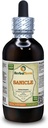 Sanicle (Sanicula Europaea) Tincture, Dried Herb Liquid Extract (Marca: HerbalTerra, Proudly Made in USA) 4 fl.oz (120 ml)
