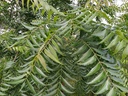 Fresh Organic Neem Leaves - Azadirachta Indica | Indian Lilac | Margosa | Veppilai | Aryaveppu | Nimba | Certified Fresh from Florida |Harvested Fresh & Shipped