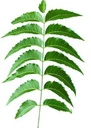 Fresh Neem Leaves 200 Leaves | Margosa, Azadirachta Indica, Indian Lilac, nim, el Nimbo de la India | |Handpicked, 100% Natural, Pesticide-Free, Non-GMO | Certified Fresh from Florida